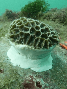 Reef enhancement unit 1
